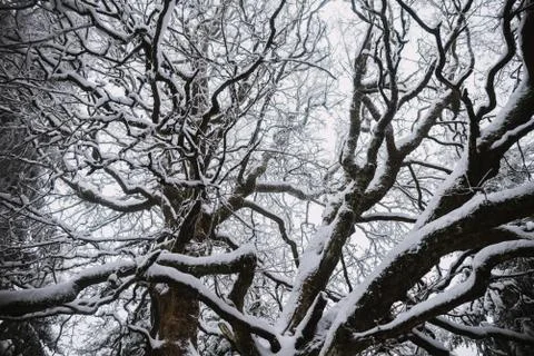 Tree covered by snow, winter background 写真素材