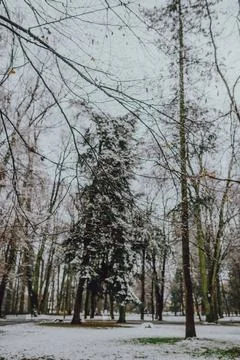 Tree Covered with Snow in Winter Stock Photos