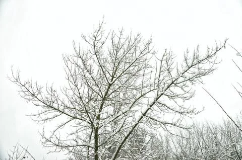 A tree covered with snow, a winter view. Stock Photos