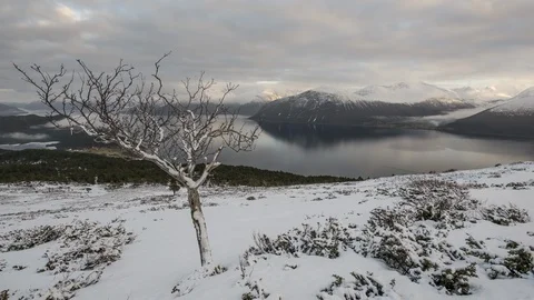 Tree covered with snow in winterland Stock Footage 122931892
