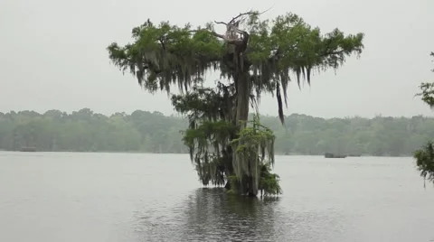 Tree covered in spanish moss in the middle of a lake Video stock 49469662