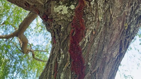 Tree covered in spiny orange caterpillars in southern Chile. Stock Footage 323947208