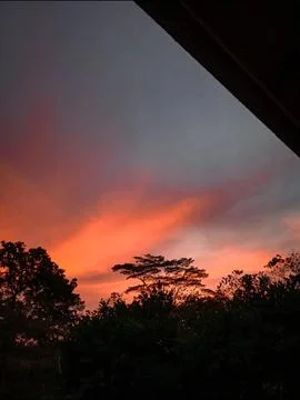 Tree covered in twilight Stock Photos