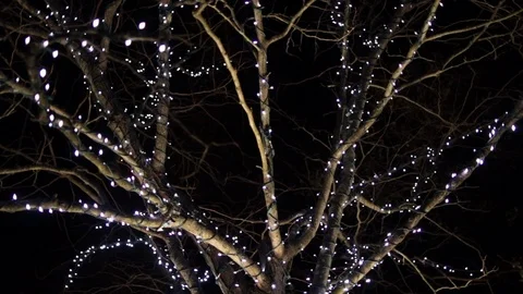 Tree covered in twinkle lights slow Stock Footage 98439998