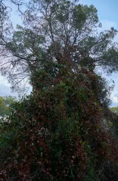 Tree covered with vegetation and blue sky Stock Photos