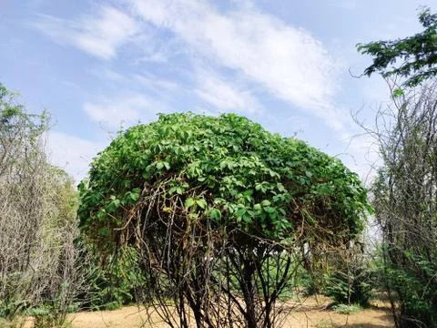 A tree covered by vine Stock Photos