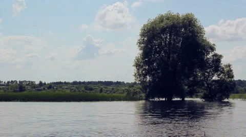 Tree covered with water. Stock Footage 44171646
