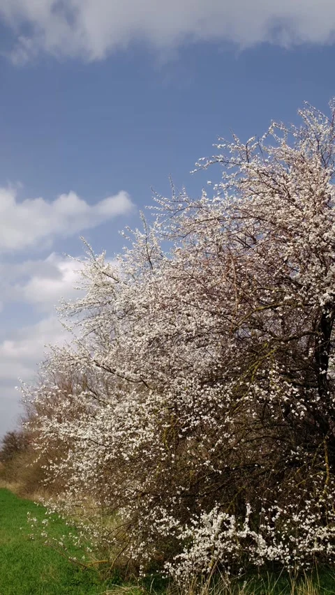 Tree covered with white blossoms standing on green grass under blue sky with Stock Footage 327230544
