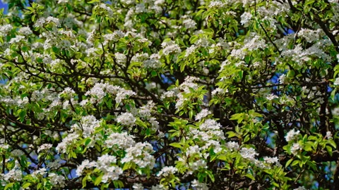 Tree covered with white pear blossoms and green leaves. Dark branches Stock Footage 318099665