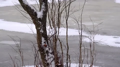 A tree covered with white snow during a snowfall on the ice of a frozen lake Stock Footage 150710976
