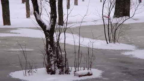 A tree covered with white snow during a snowfall on the ice of a frozen lake Stock Footage 150734515