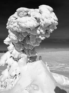 Tree covered in windy snow on a mountain top. Frost Stock Photos