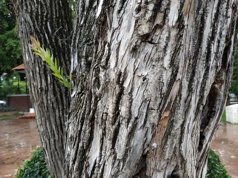 Tree crack texture Stock Photos