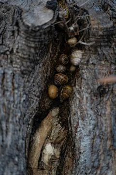Tree crack where several snails live or hide in it. Stock Photos
