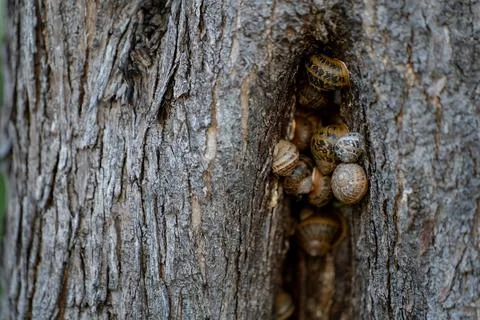 Tree crack where several snails live or hide in it. Stock Photos