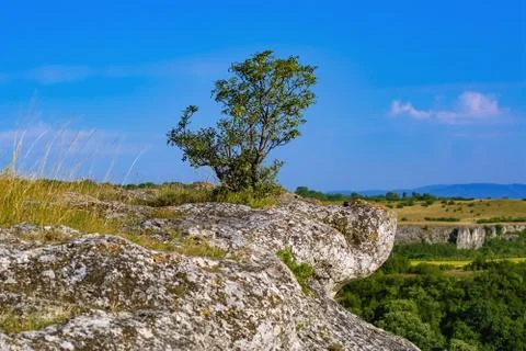 Tree on the crag Stock Photos