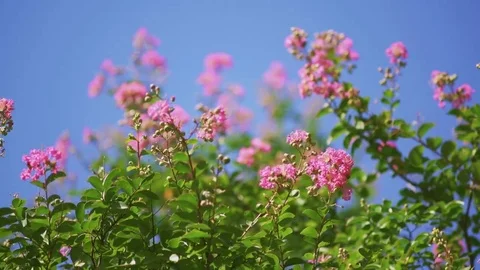 Tree of crape myrtle, blue sky and flowers Stock Footage 69143192