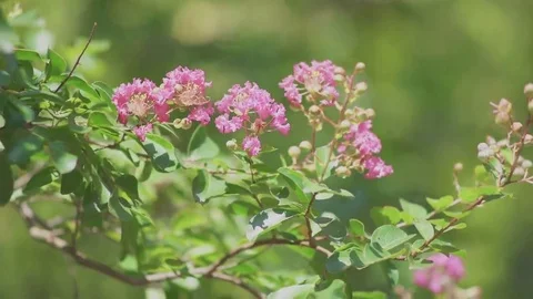 Tree of crape myrtle, summer flowers Stock Footage 69141602