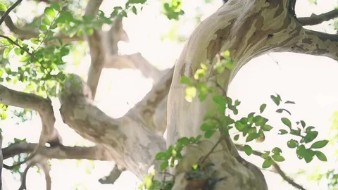 Tree of Crape-myrtle, summer Stock Footage 69138238