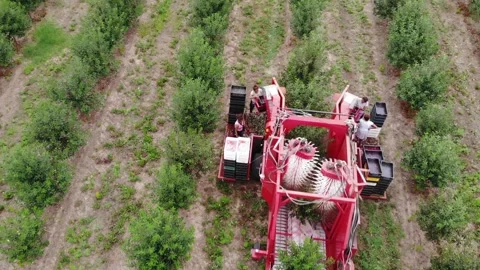 From tree to crate Stock Footage 301788291