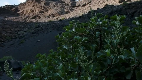 Tree in Crater Stock Footage 102253572