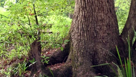 Tree to creek panning shot Stock Footage 74647816