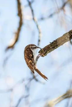 Tree Creeper bird hanging Stock Photos