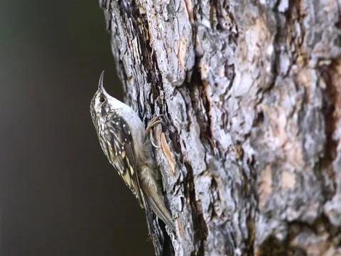 Tree creeper clings to a tree. Stock Photos