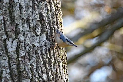 A tree creeper clings on to the trunk of a tree Stock-Fotos