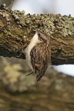 Tree Creeper feeding Stock Photos