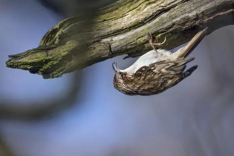 Tree Creeper Fotos Stock