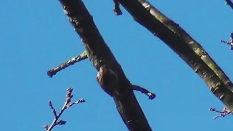 Tree Creeper in the tree Stock Footage 96189474