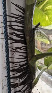 Tree that creeps to the surface of the wall Stock Photos