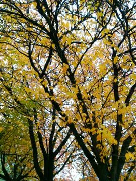 Tree crest at fall Stock Photos