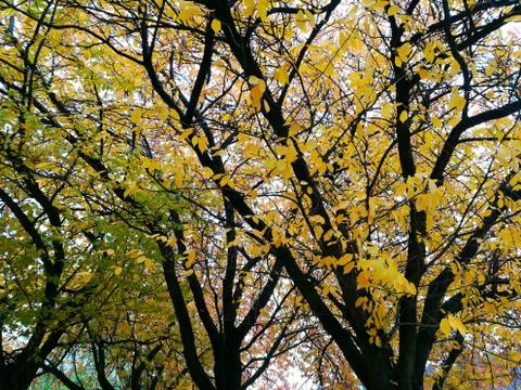 Tree crest at fall Stock Photos