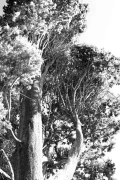 The tree in Croatia Stock Photos