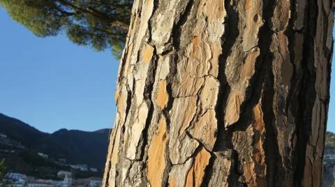 A tree in Croatia 库存照片
