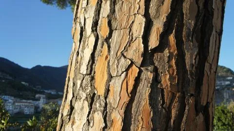 A tree in Croatia 스톡 사진