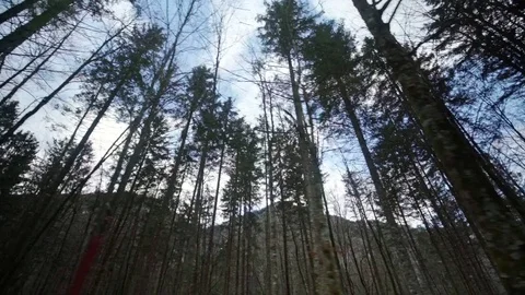 Tree crochets against the blue sky and clouds while driving Stock Footage 85065563