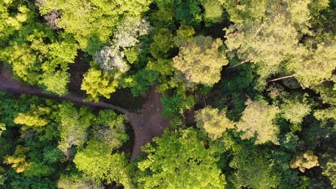 Tree crone, Forest clearing areal view. People waving. Stock Footage 111983658