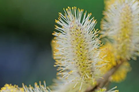 Tree crop Stock Photos