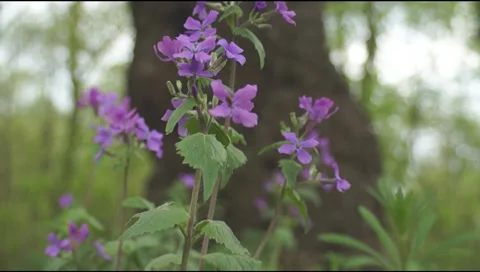 Tree - cross Stock Footage 37761684