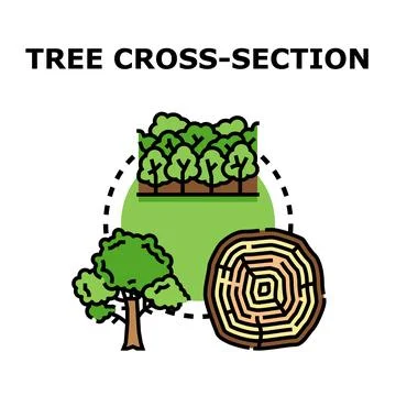 Tree cross section annual growth rings concept Stock Illustration
