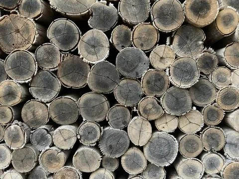 Tree cross section for background Stock Photos