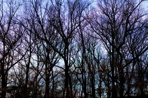 Tree crowded in the evening in backlight. Stock Photos