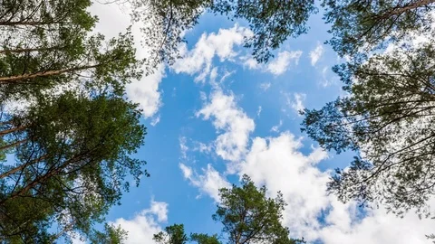 Tree crown and sky. Video stock 78147983