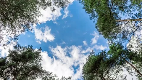 Tree crown and sky. Vídeos de archivo 78148520