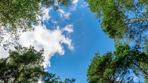 Tree crown and sky. Video stock 78719977