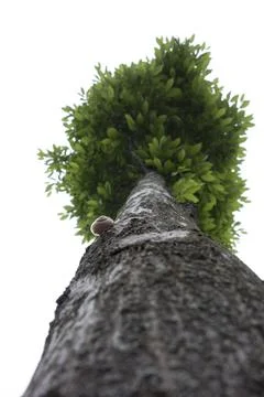 Tree crown and tree leaves Stock Photos