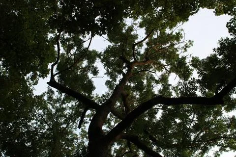 Tree crown from below. Stock Photos